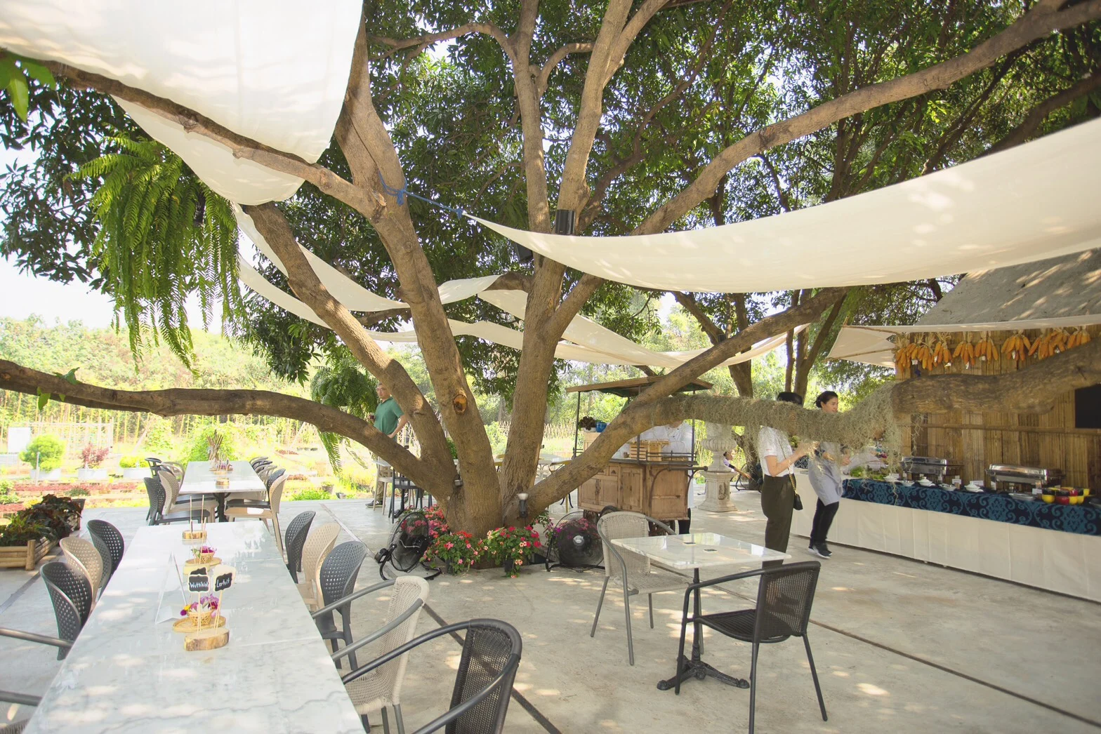 ที่นั่งใต้ร่มไม้ใหญ่ Farm Cafe Kanchanaburi